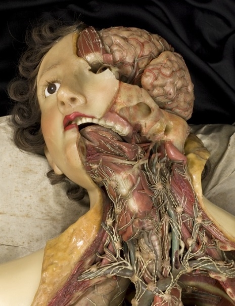 Anatomical model